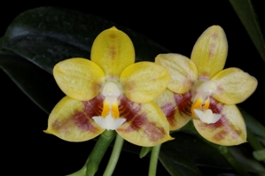 Phalaenopsis Amblearis Fortune HCC/AOS 78 pts.